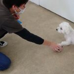 犬の幼稚園 華ちゃんとトレーニング