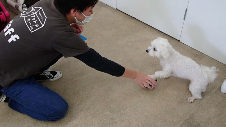 犬の幼稚園 華ちゃんとトレーニング