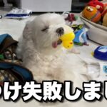 しつけを失敗してしまった犬の末路がこちら…