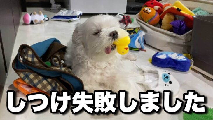 しつけを失敗してしまった犬の末路がこちら…