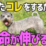 【寿命が伸びるしつけ!?】犬はこれさえすれば泣くほど幸せな気持ちになります【プロドッグトレーナー】