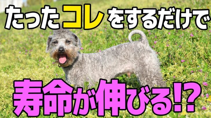 【寿命が伸びるしつけ!?】犬はこれさえすれば泣くほど幸せな気持ちになります【プロドッグトレーナー】