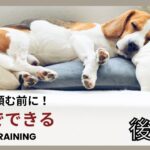 【犬のしつけ】プロに頼む前にお家でできること