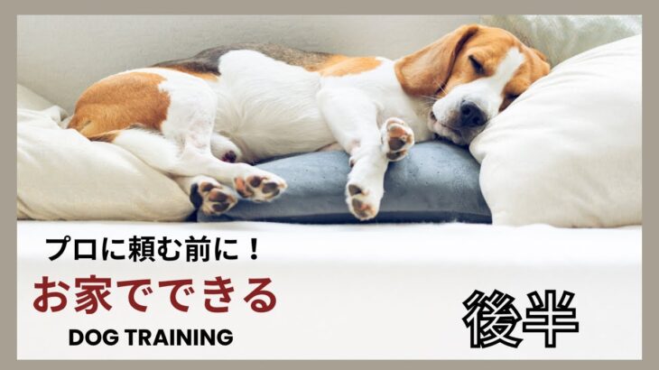 【犬のしつけ】プロに頼む前にお家でできること