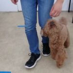 犬の幼稚園 たろうくんとトレーニング