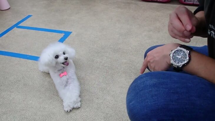 犬の幼稚園 バニラちゃんとトレーニング