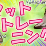 【犬のしつけ】 マットトレーニングの教え方。ドッグカフェでも役立ちます！