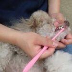 犬の幼稚園 ハニちゃんとトレーニング