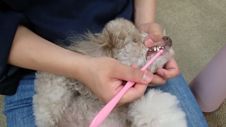 犬の幼稚園 ハニちゃんとトレーニング