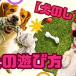 【犬のしつけ】犬との遊び方