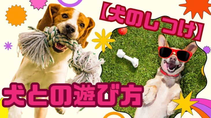 【犬のしつけ】犬との遊び方