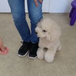 犬の幼稚園 レオくんとトレーニング