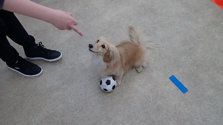 犬の幼稚園 凜ちゃんとトレーニング