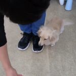 犬の幼稚園 にこまるくんとトレーニング