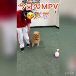 「円」が脚側行進を上達させる！！！ #犬 #ポメラニアン #しつけ