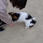 犬の幼稚園 ノエルくんとトレーニング