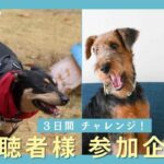 愛犬と参加企画！手にオヤツがあるのは「どっちだ」を３日間トレーニングした結果