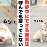 【#犬 】お散歩中の問題解決します！興奮、引っ張り、拾い食いのない楽しいお散歩へ！！#犬のしつけ #ドッグトレーニング #引っ張り癖 #拾い食い