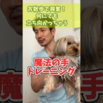 【必見！】愛犬を抑えきれない飼い主さんへ#犬のしつけ #犬のいる暮らし #犬の散歩