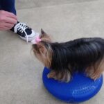 犬の幼稚園 花ちゃんとトレーニング