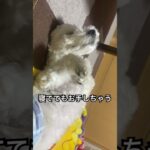 #寝てても　#しつけ  #お利口さん な　#犬　　#わんこ動画