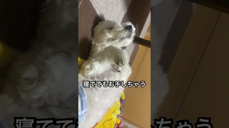 #寝てても　#しつけ  #お利口さん な　#犬　　#わんこ動画