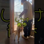 柴犬シナモンちゃん　しつけ散歩　#散歩練習 #散歩代行 #脚側歩行 #しつけ教室 #しつけトレーニング #しつけ #引っ張り