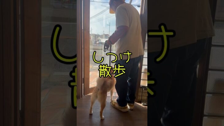 柴犬シナモンちゃん　しつけ散歩　#散歩練習 #散歩代行 #脚側歩行 #しつけ教室 #しつけトレーニング #しつけ #引っ張り