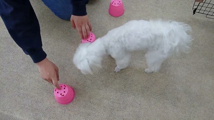 犬の幼稚園 源くんとトレーニング