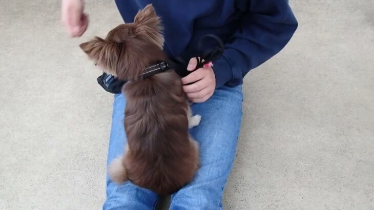 犬の幼稚園 てんくんとトレーニング