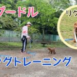 トイプードル　リクくん　初歩のトレーニング