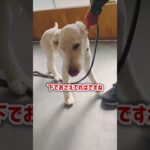 【しつけ】犬の飛びつきにはこう対処すれば大丈夫！【プロドッグトレーナー】