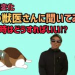 【第１弾】犬の体調変化現役の獣医さんに聞いてみた！こういう時はどうすればいい⁉