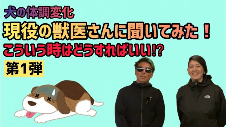 【第１弾】犬の体調変化現役の獣医さんに聞いてみた！こういう時はどうすればいい⁉