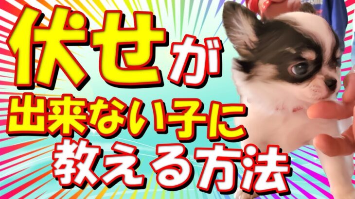 【犬のしつけ】伏せが出来ない子に伏せを教える方法！お尻が上がっちゃうチワワのややちゃんで実践！