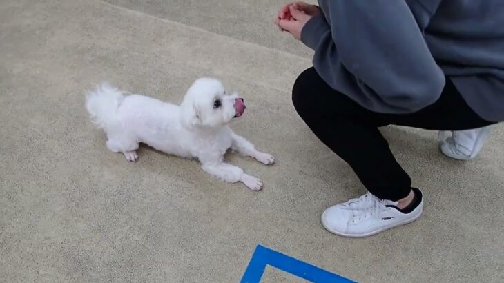 犬の幼稚園 華ちゃんとトレーニング