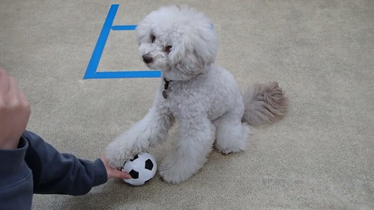 犬の幼稚園 ヴィーノくんとトレーニング