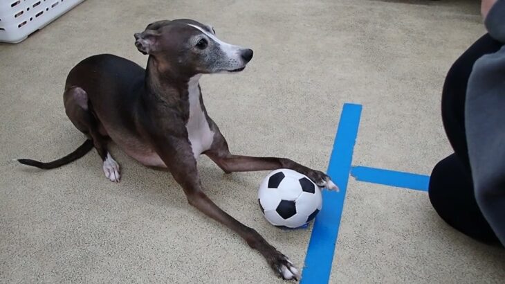 犬の幼稚園 れもんちゃんとトレーニング