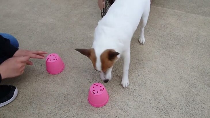 犬の幼稚園 ジャックくんとトレーニング