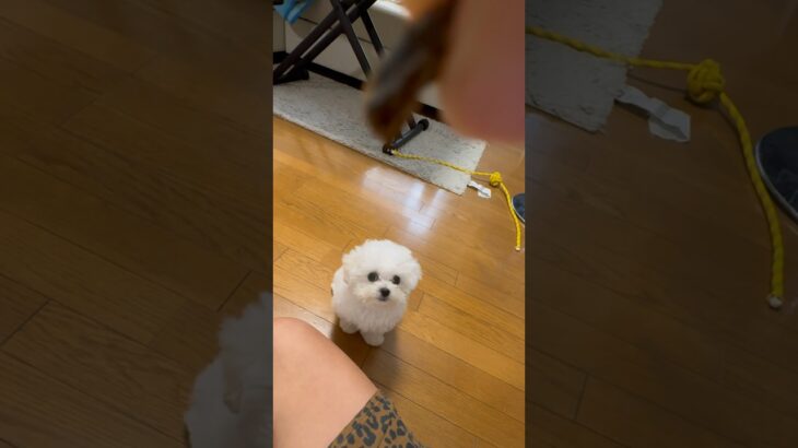 【しつけは難しいなぁ💦】#可愛い犬 #ビションフリーゼ #子犬