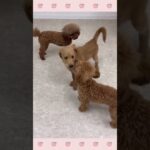 #子犬しつけ #しつけ教室