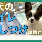 【子犬のトイレトレーニング】準備と進め方