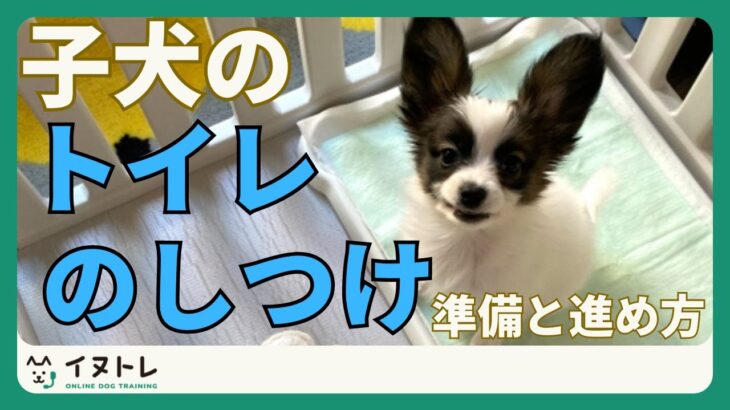 【子犬のトイレトレーニング】準備と進め方