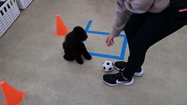 犬の幼稚園 ぺぺくんとトレーニング