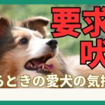 【要求吠えの対処法】犬の気持ちを理解して要求吠えを直そう！