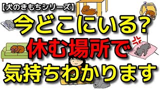 【犬 ケージ サークル】休む場所で愛犬のきもちがわかります！犬のしつけエマチャンネル【犬のしつけ＠横浜】