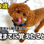 【犬🌼1歳】初めてのしつけ🐶焦り、心配からの気持ちの変化、今だからこそ思う事など【成長記録】