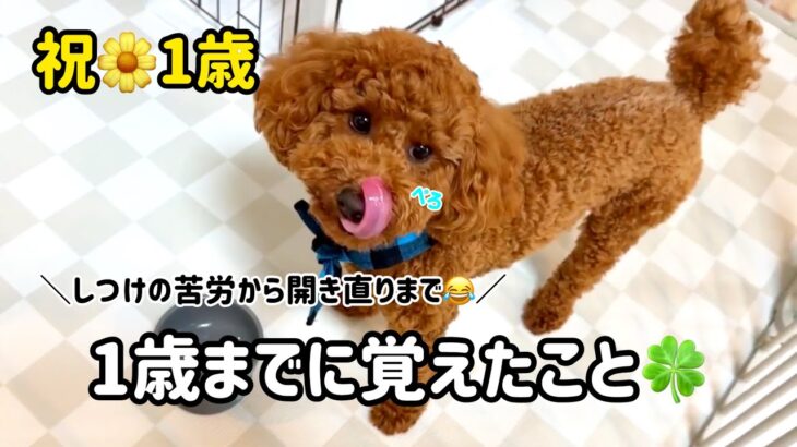 【犬🌼1歳】初めてのしつけ🐶焦り、心配からの気持ちの変化、今だからこそ思う事など【成長記録】