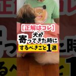 【正解はコレ】犬が寄ってきた時にするべきこと1選#犬のしつけ #犬#dog