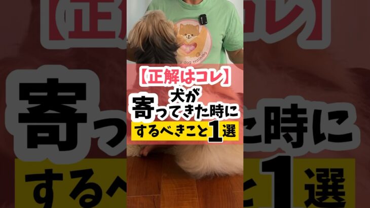 【正解はコレ】犬が寄ってきた時にするべきこと1選#犬のしつけ #犬#dog